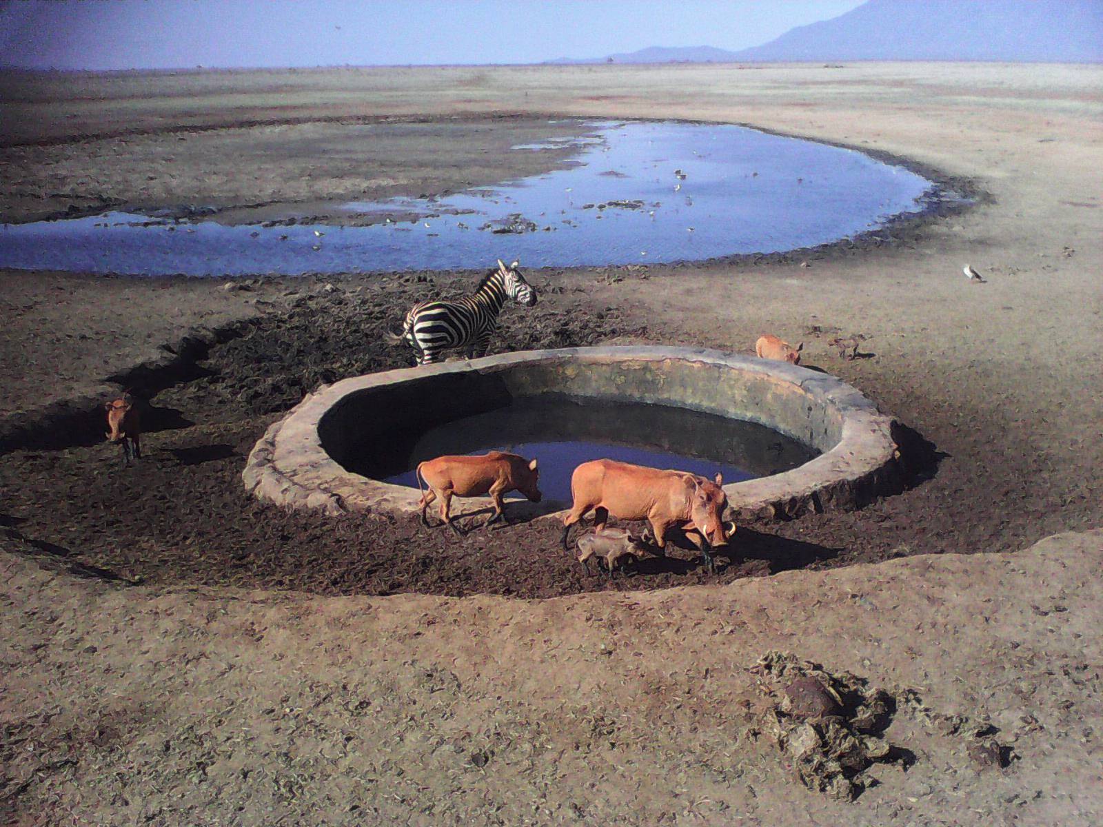 Zebra und Familie Pumba