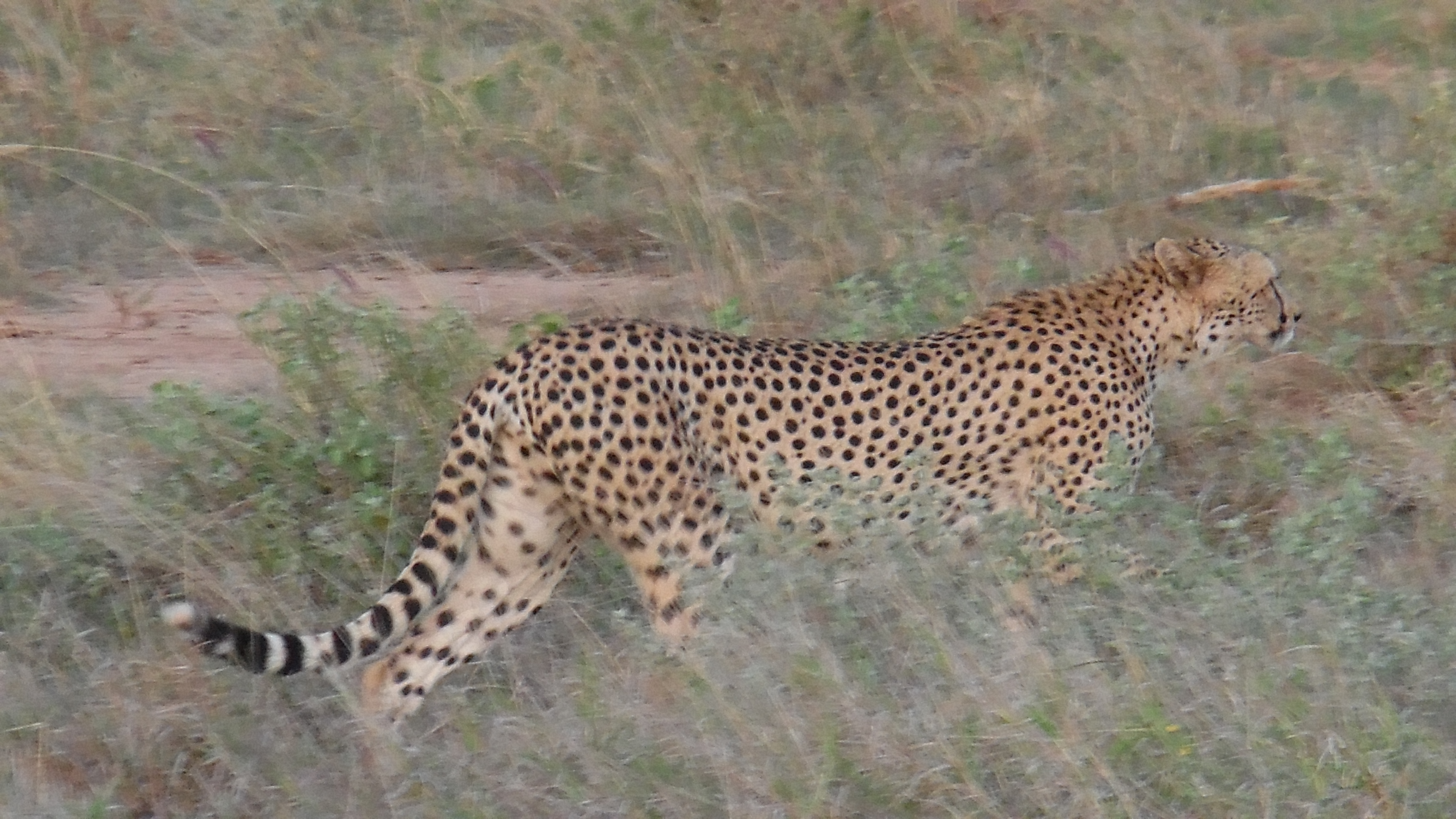 Gepard auf der Pirsch